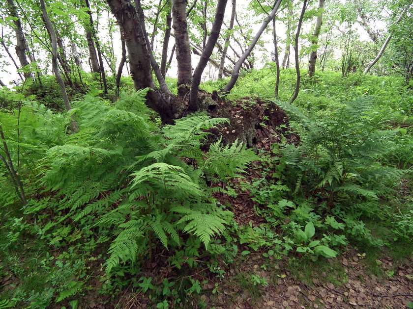 Изображение особи Dryopteris assimilis.