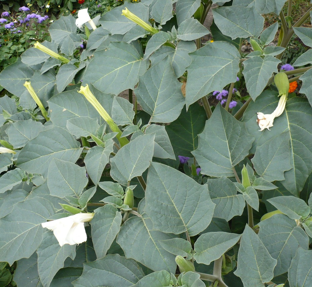 Image of Datura innoxia specimen.