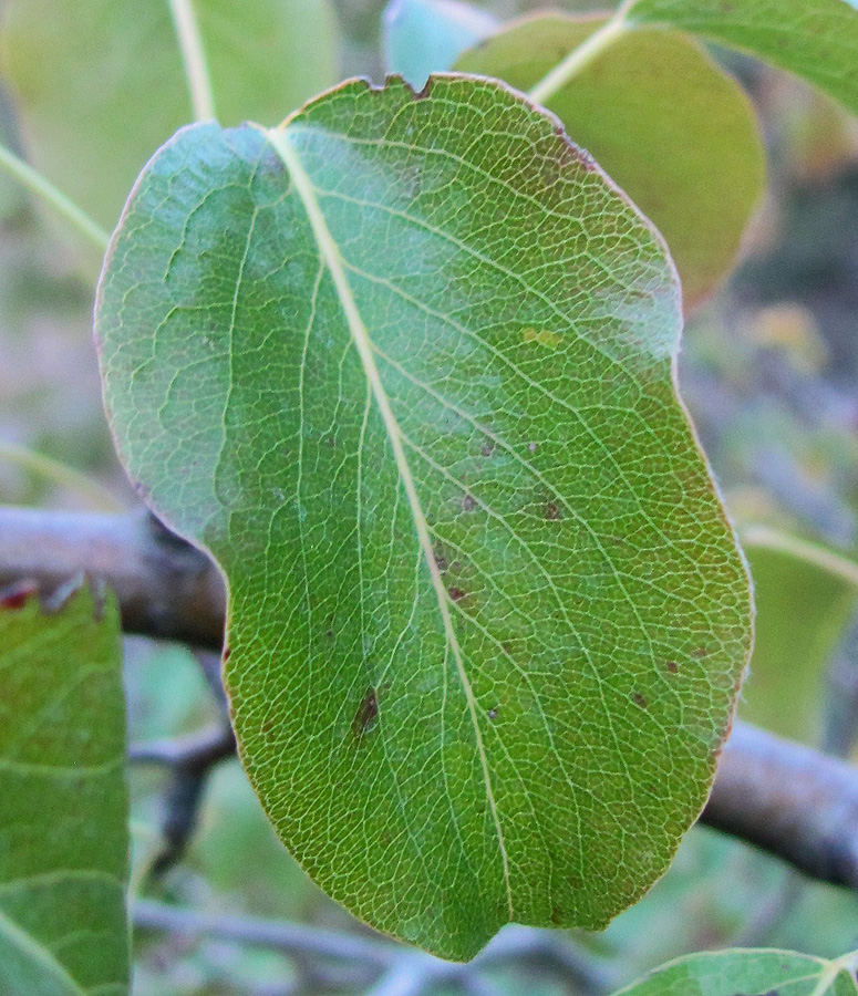 Image of Pyrus caucasica specimen.