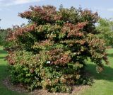 Viburnum plicatum