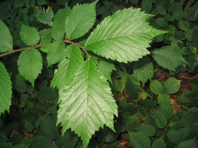 Изображение особи Ulmus glabra.