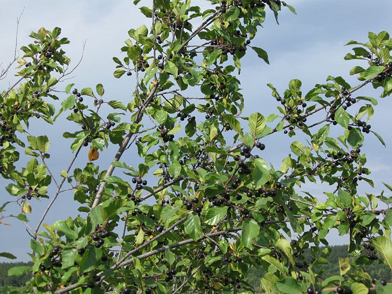 Изображение особи Frangula alnus.