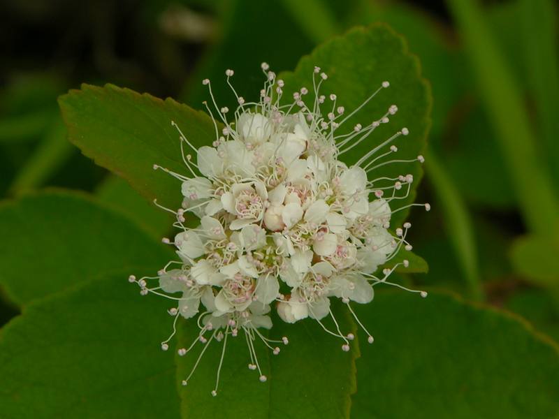 Image of Spiraea beauverdiana specimen.