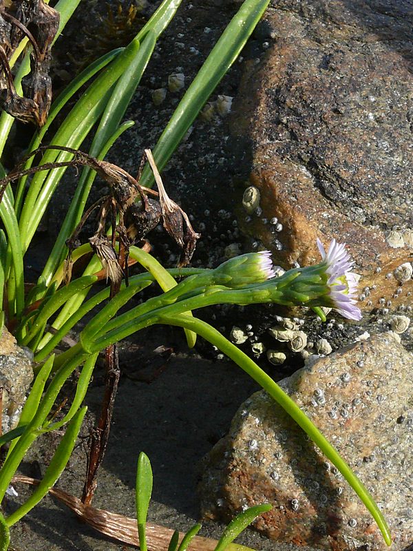 Image of Tripolium pannonicum ssp. tripolium specimen.