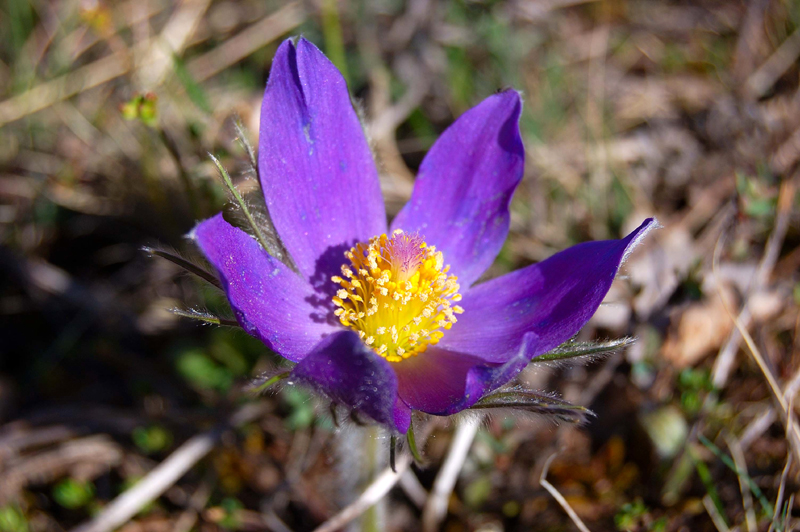 Изображение особи Pulsatilla multifida.