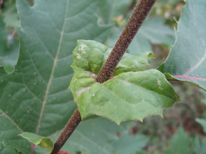 Image of Platanus orientalis specimen.