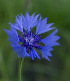 Centaurea cyanus