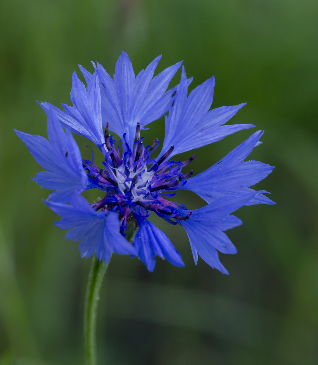 Изображение особи Centaurea cyanus.