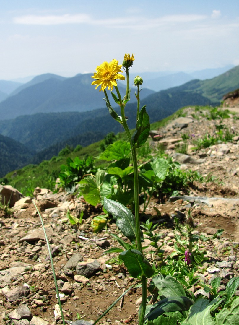 Image of Senecio kolenatianus specimen.