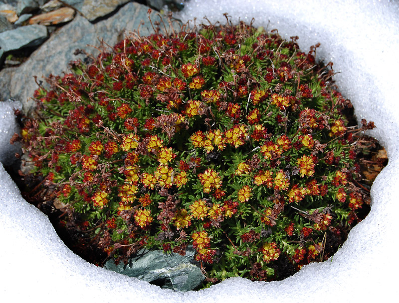 Image of Rhodiola quadrifida specimen.