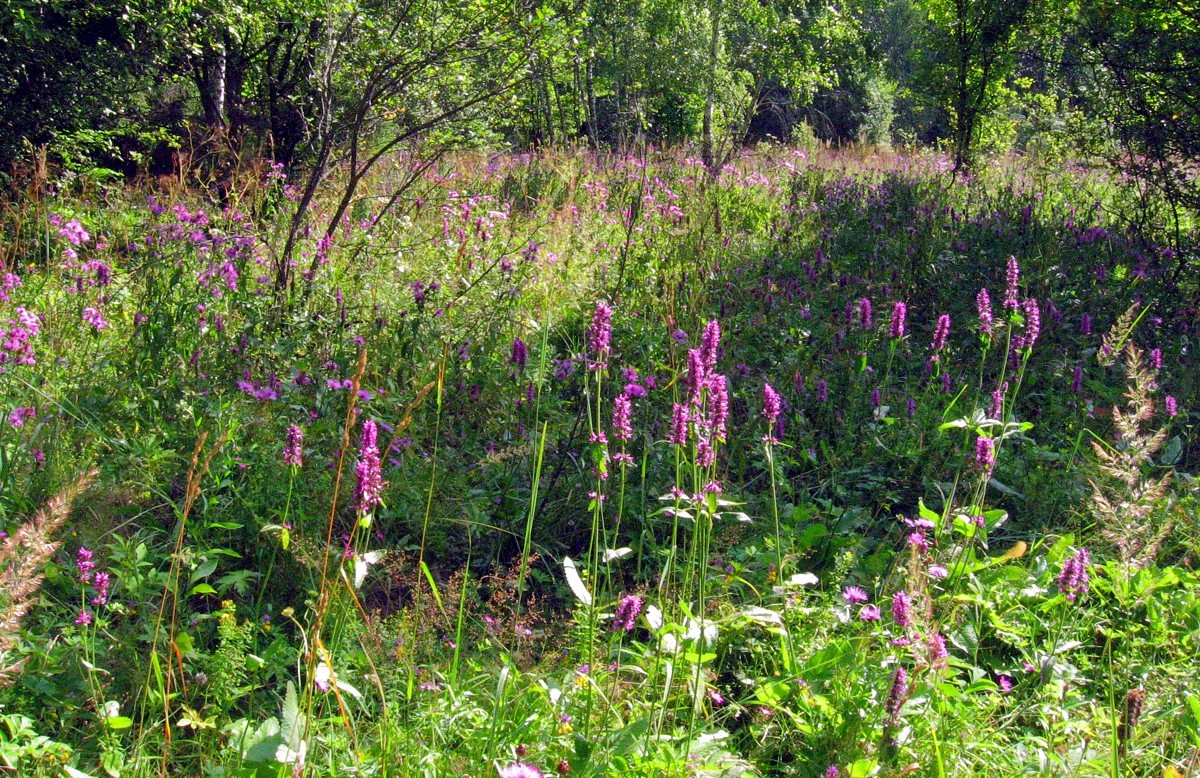 Изображение особи Betonica officinalis.