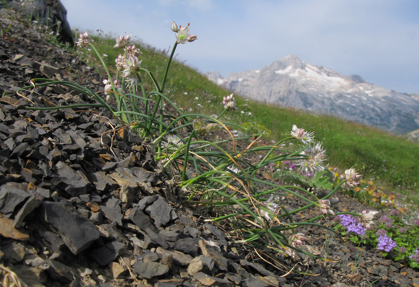 Изображение особи Allium schistosum.