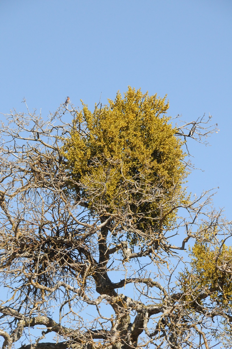 Изображение особи Phoradendron leucarpum.