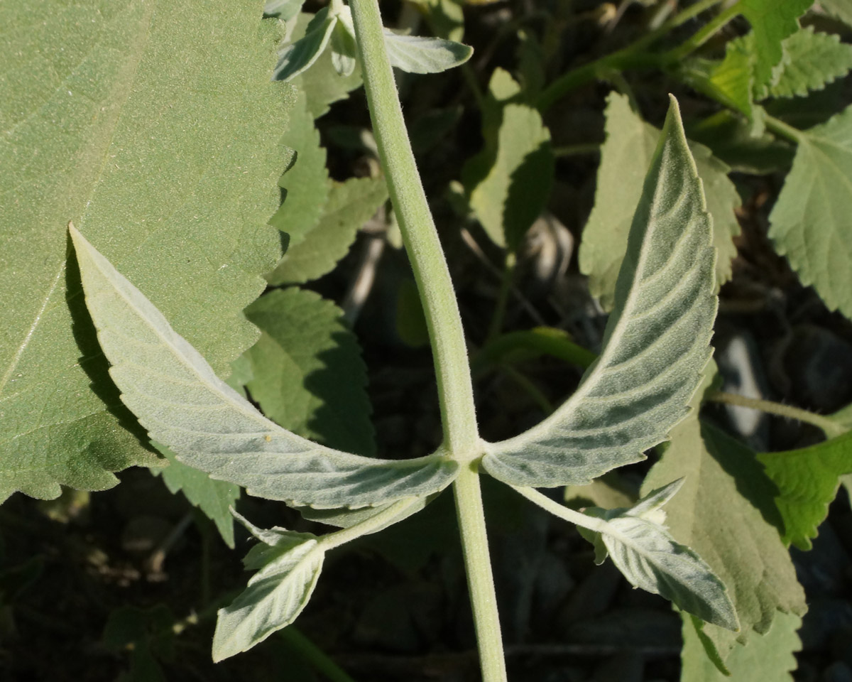 Image of Mentha asiatica specimen.