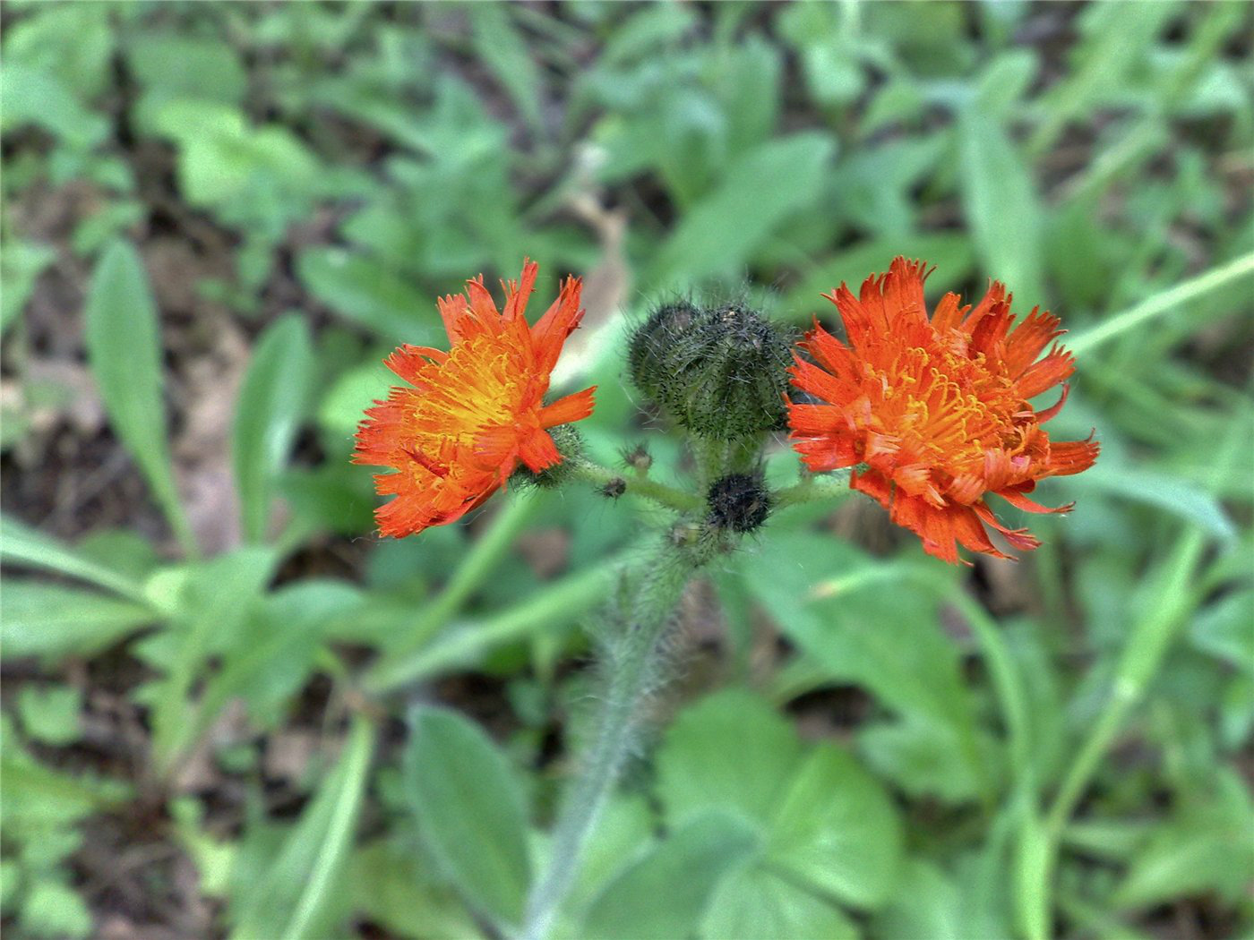 Image of Pilosella aurantiaca specimen.