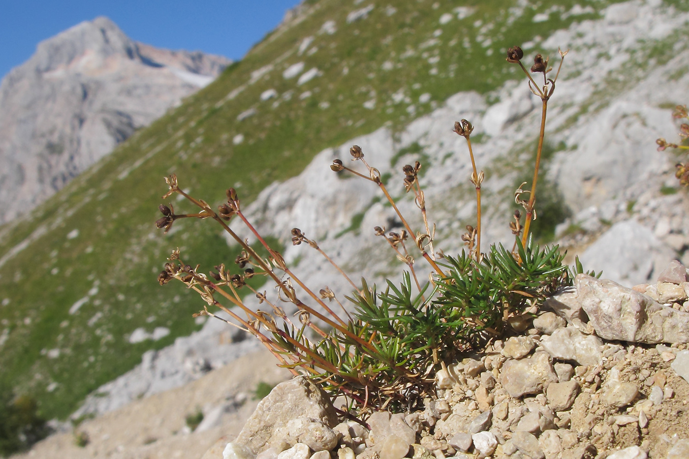 Image of Asperula supina specimen.