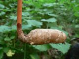 Gastrodia elata. Клубень. Хабаровский край, Хабаровский р-н, окр. ст. Хехцир, широколиственный лес на пологом склоне сопки, вдоль тропы. 05.07.2014.