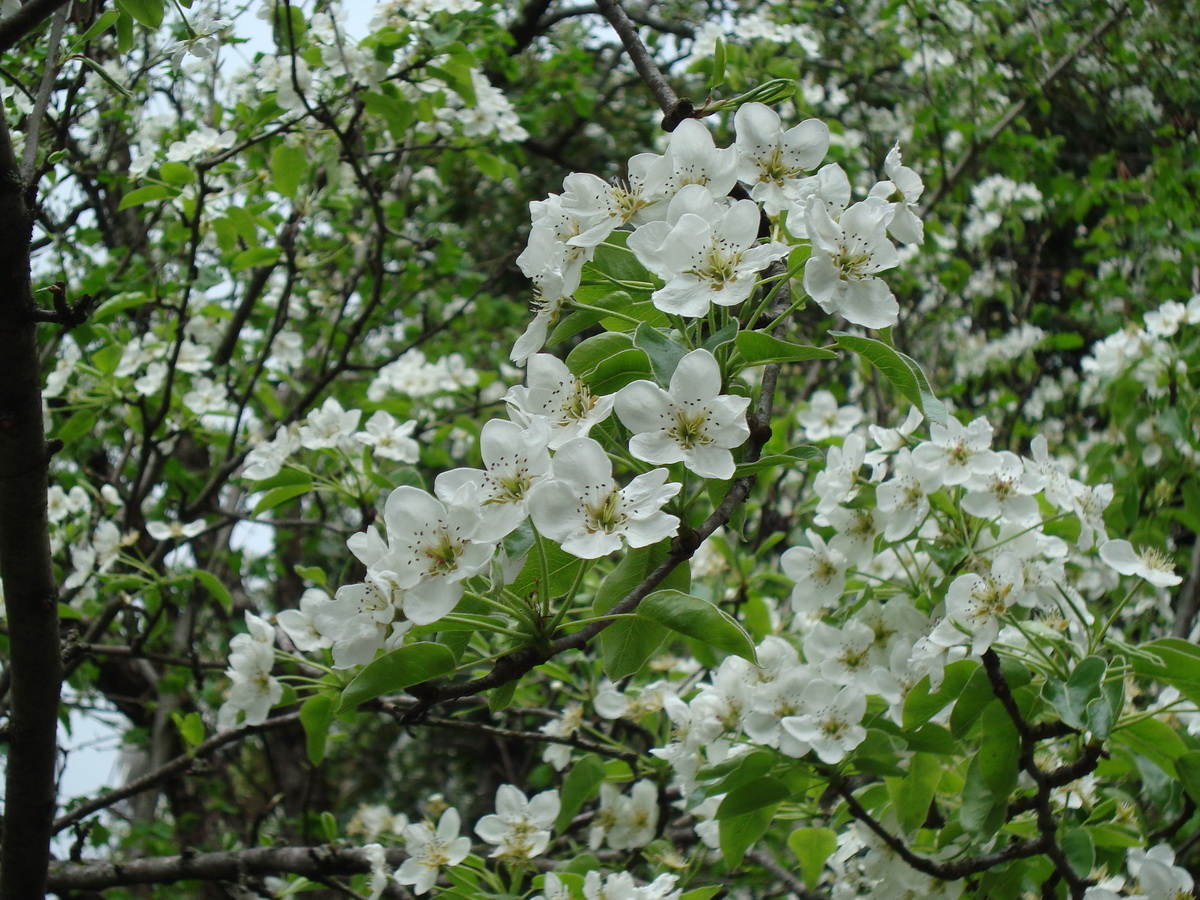 Image of genus Pyrus specimen.