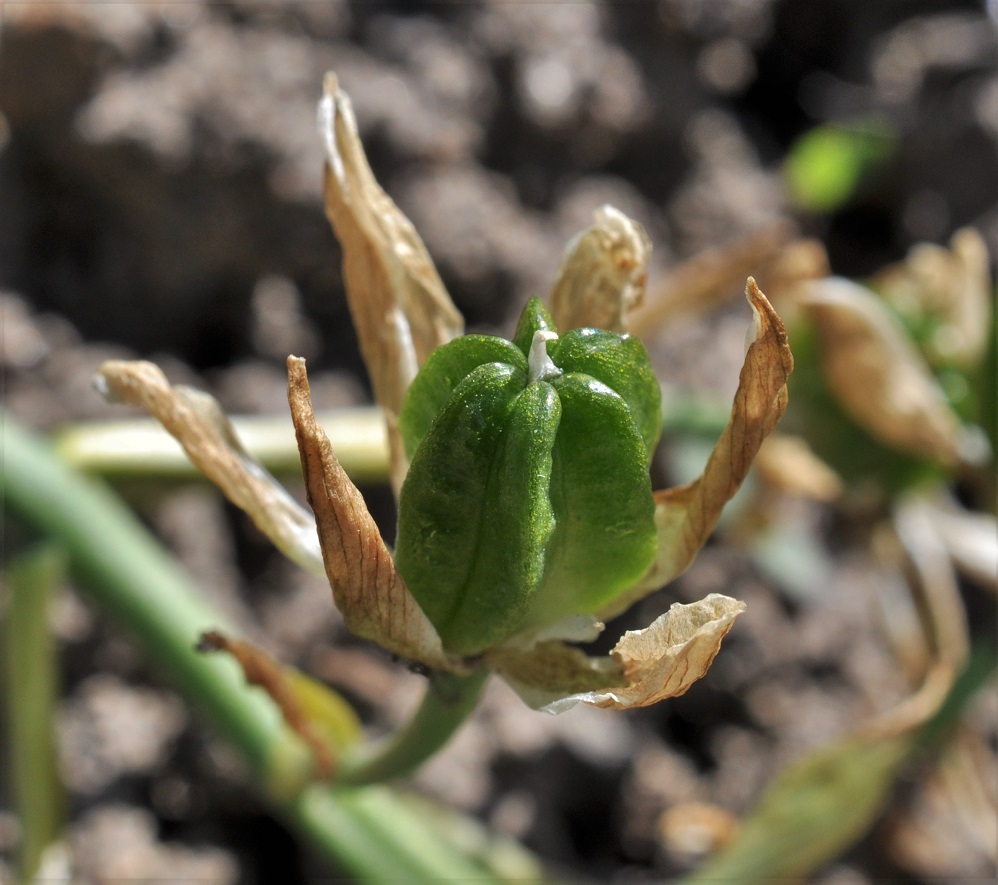 Image of genus Ornithogalum specimen.