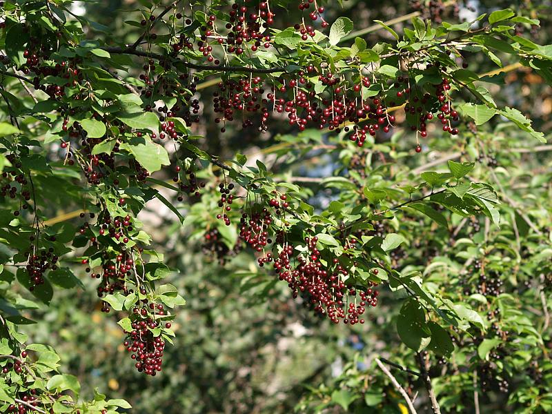 Image of Padus virginiana specimen.