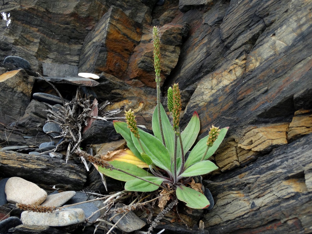 Изображение особи Plantago camtschatica.