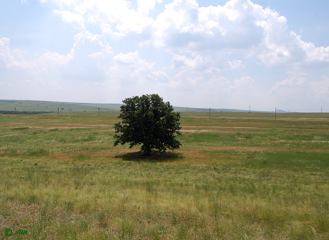 Изображение особи Quercus robur.