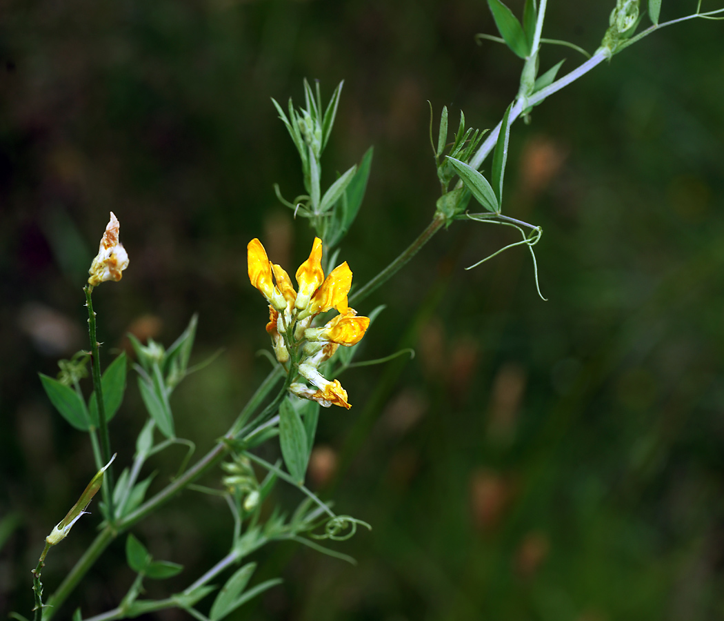 Изображение особи Lathyrus pratensis.