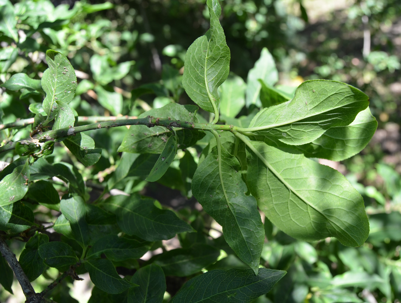 Изображение особи Euonymus europaeus.