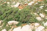 Astragalus gummifer. Вегетирующее растение на склоне долины Гальгаль. Израиль, горный массив Хермон, высота ок. 2050 м н. у. м. 31.05.2012.