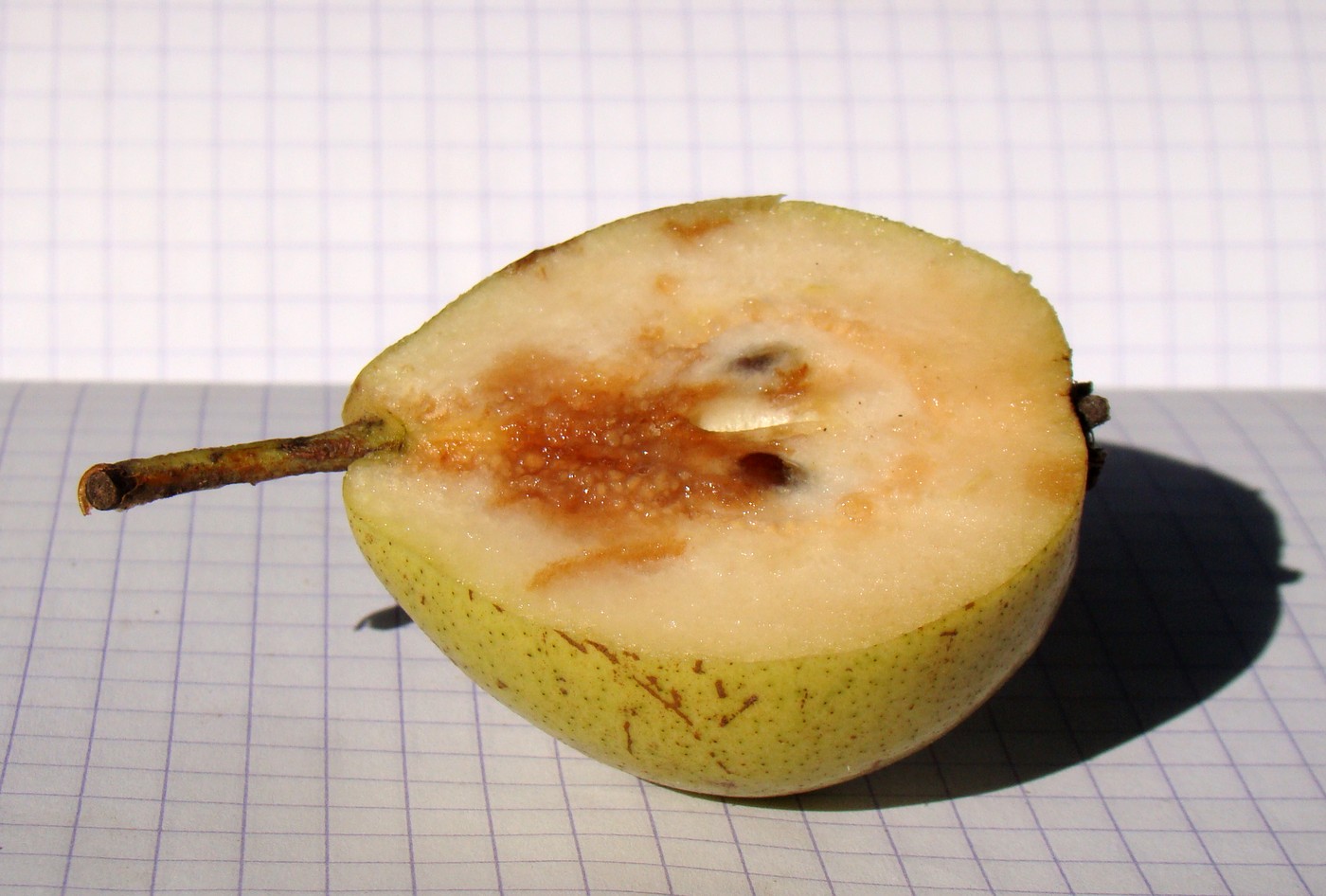 Image of Pyrus caucasica specimen.