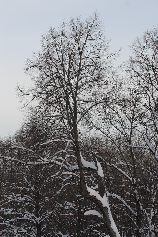 Image of Tilia cordata specimen.