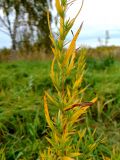 Смотреть изображение Artemisia dracunculus
