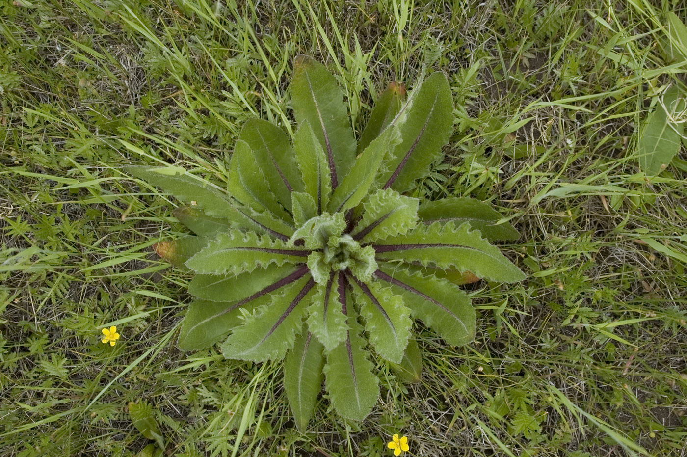 Image of Cirsium esculentum specimen.