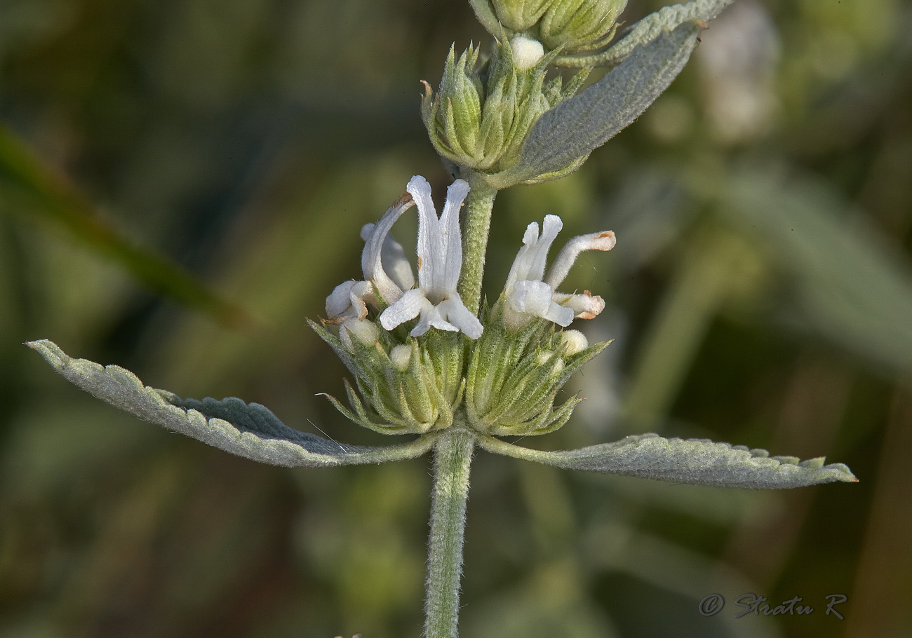 Image of Marrubium peregrinum specimen.