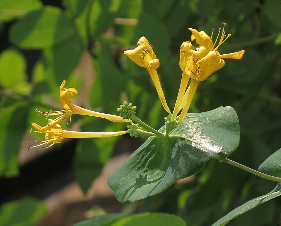 Изображение особи Lonicera &times; tellmanniana.