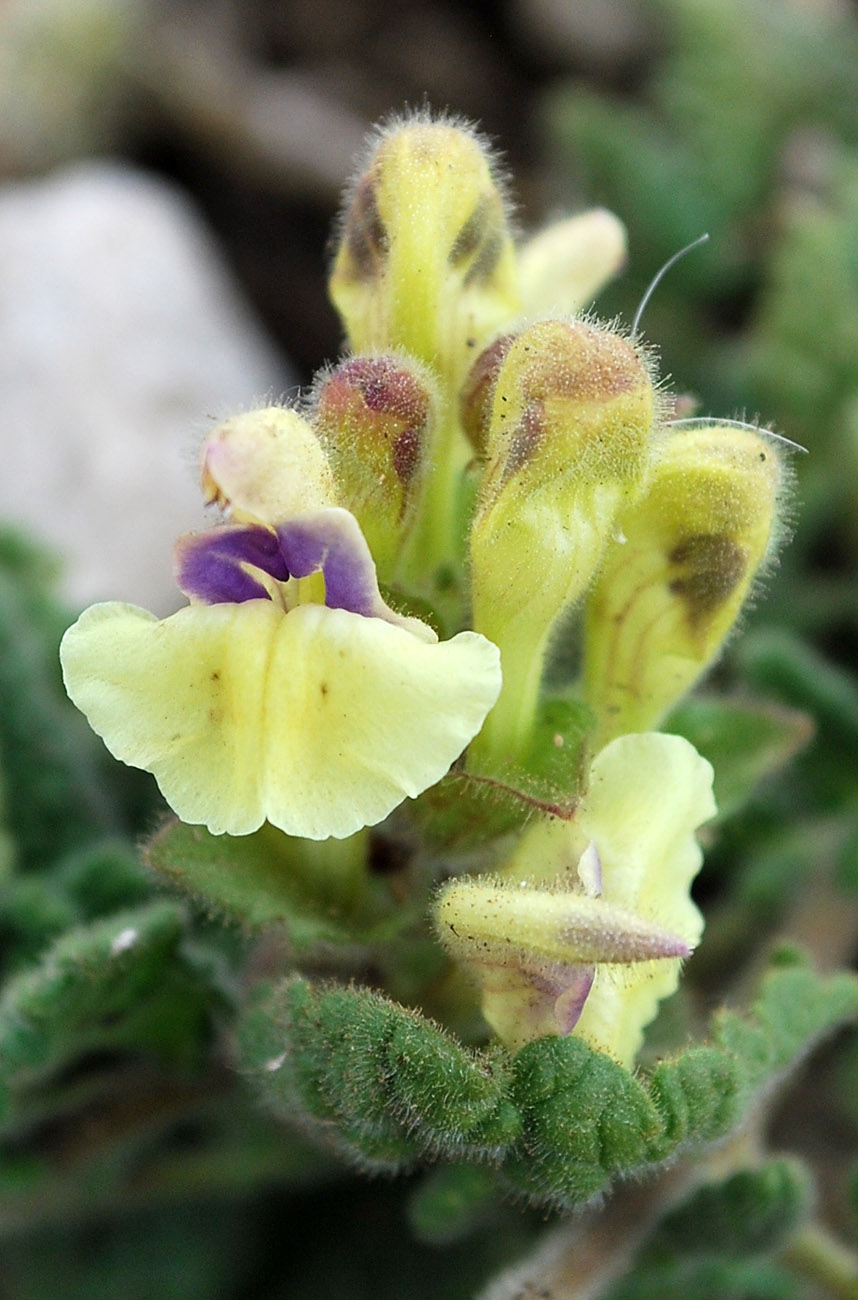 Изображение особи Scutellaria cordifrons.