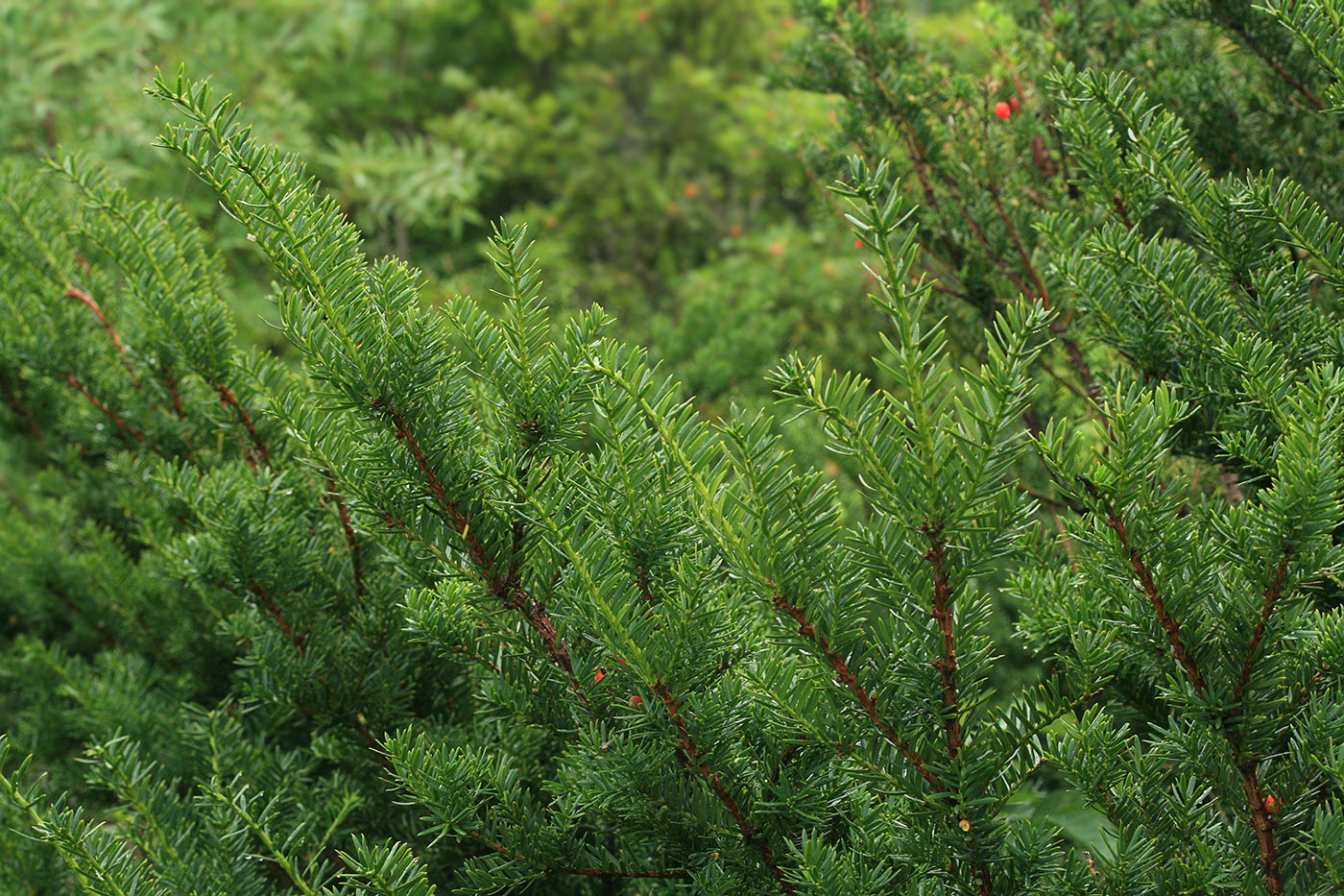 Taxus cuspidata monloo