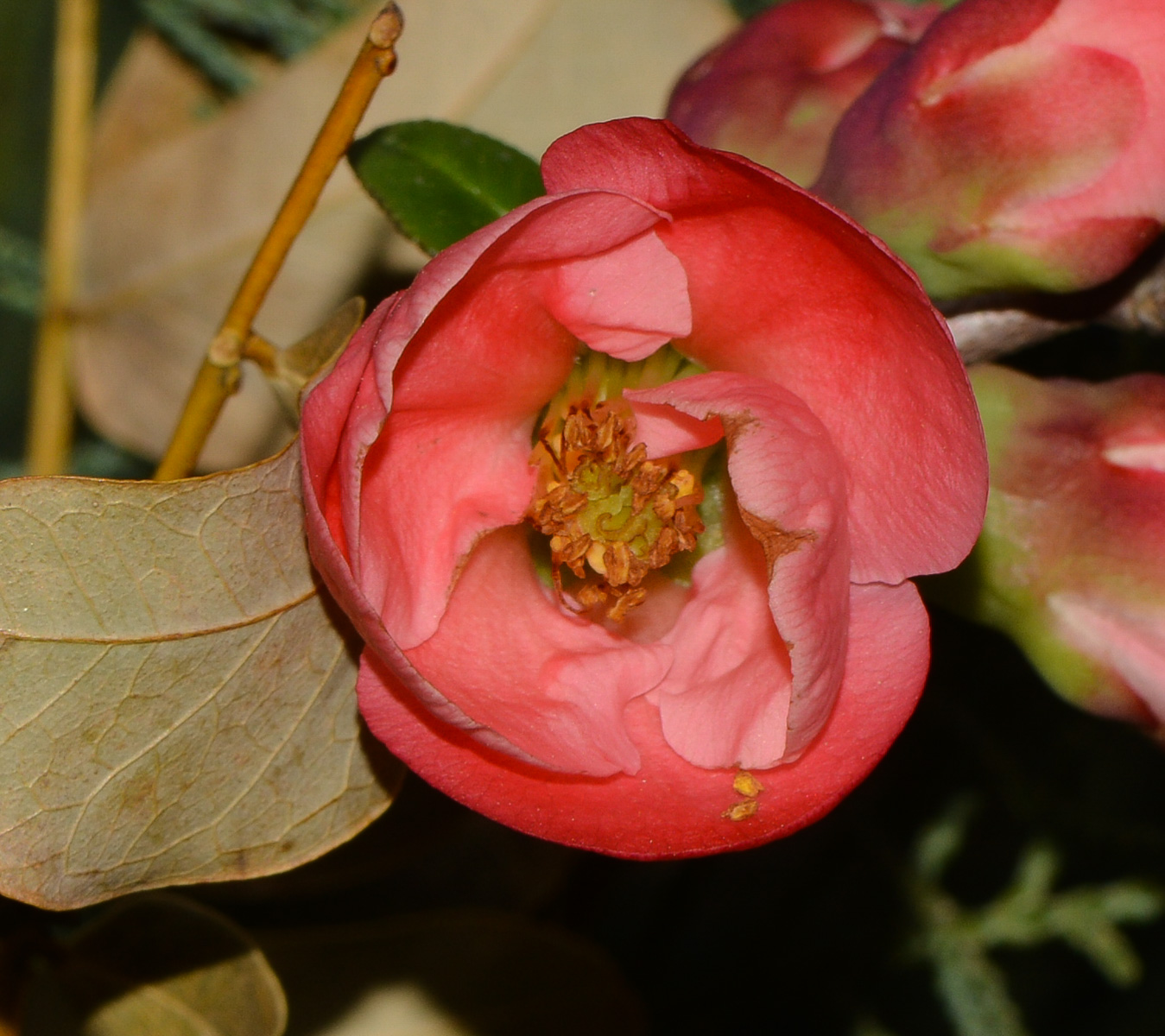 Image of genus Chaenomeles specimen.