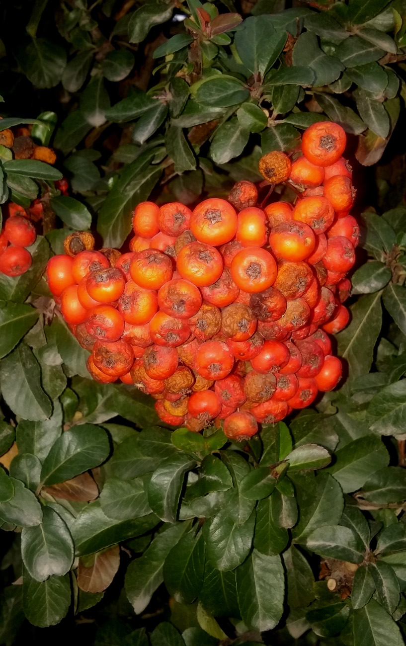 Image of Pyracantha coccinea specimen.