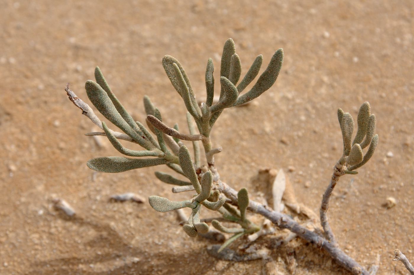 Image of Limoniastrum monopetalum specimen.