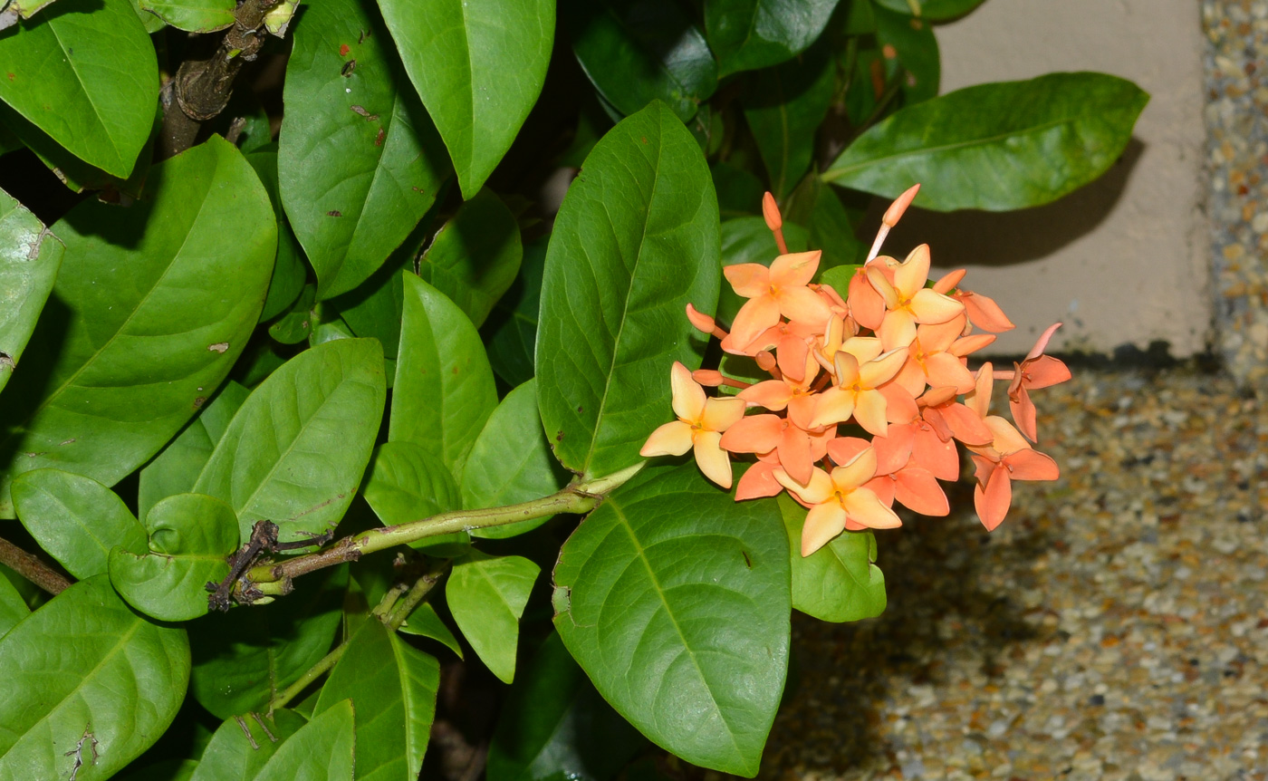 Image of Ixora coccinea specimen.