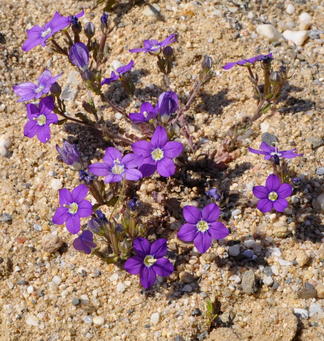 Image of Legousia speculum-veneris specimen.