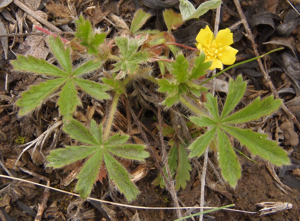 Изображение особи Potentilla patula.