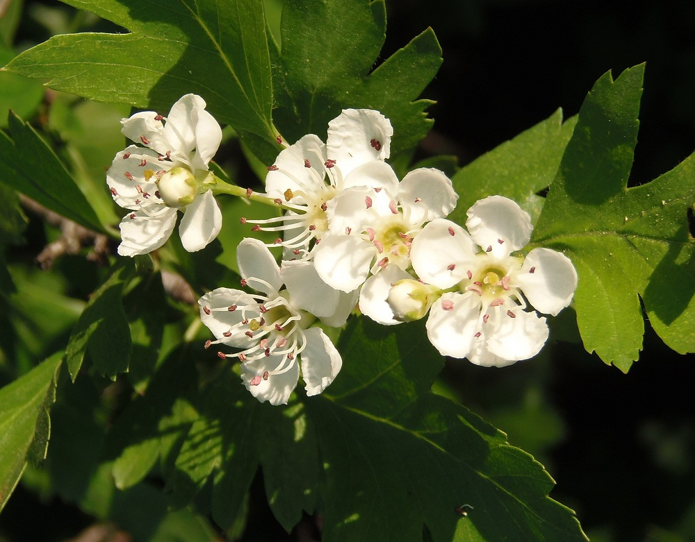 Изображение особи род Crataegus.