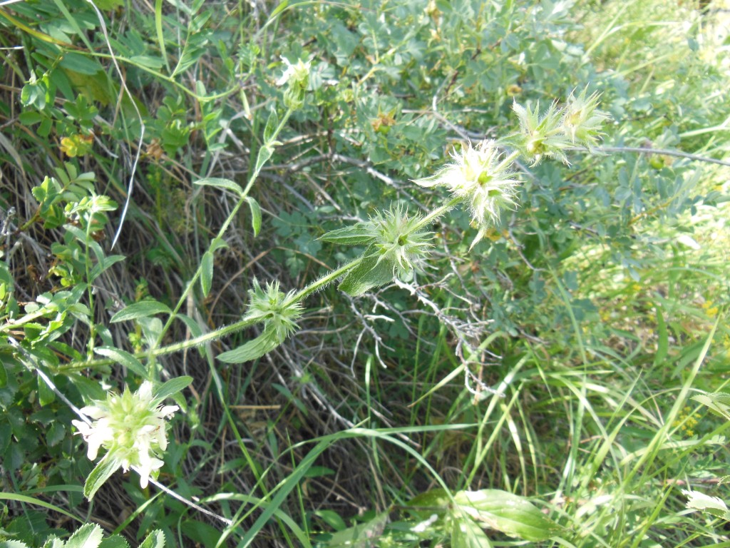 Image of genus Stachys specimen.