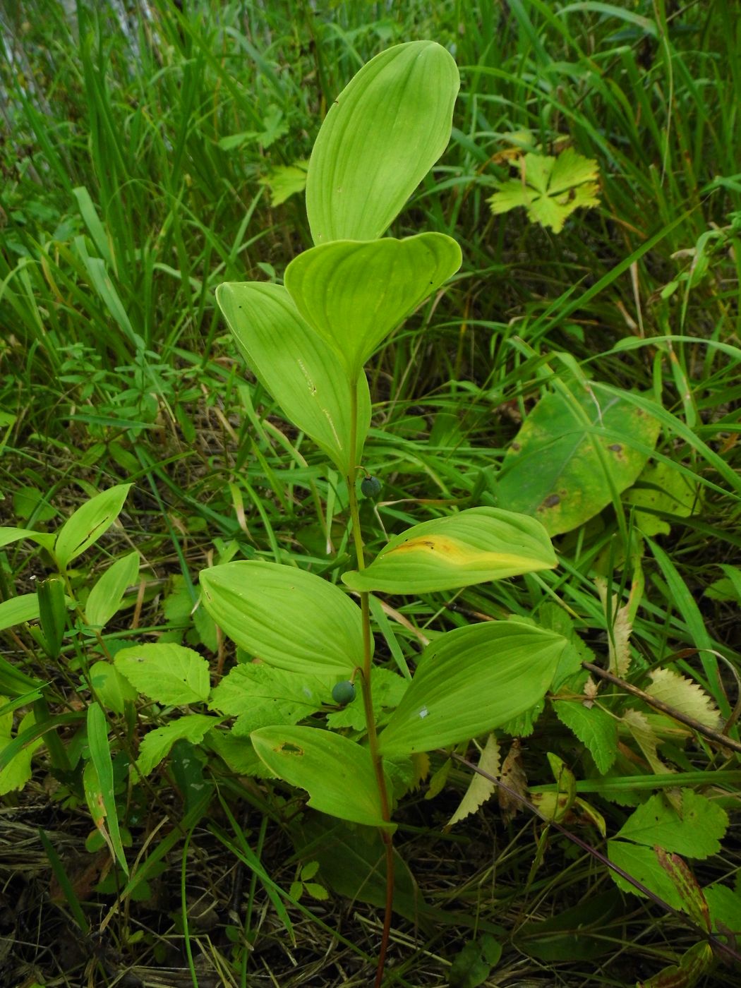 Изображение особи Polygonatum humile.