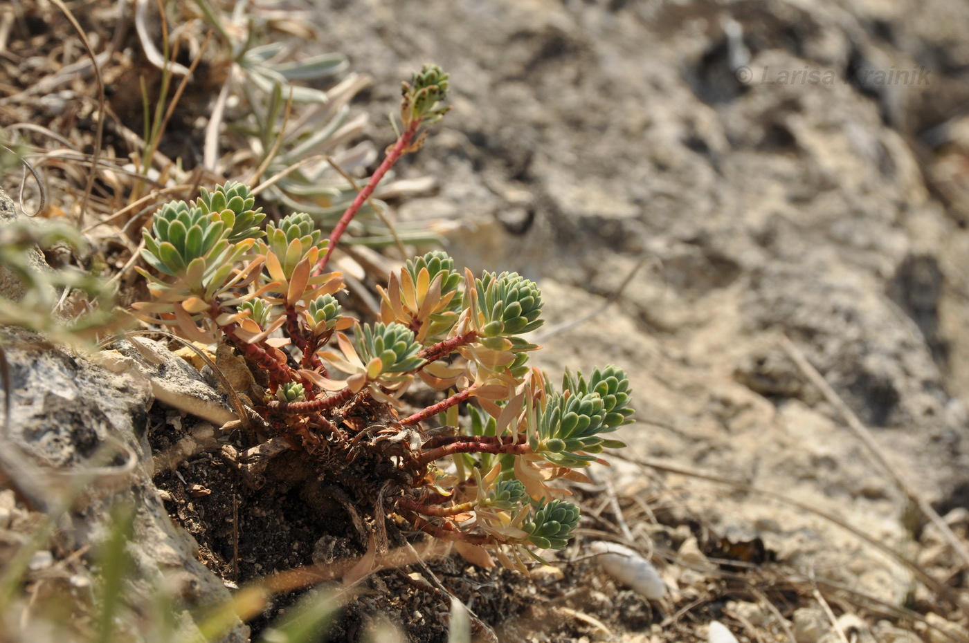 Image of Euphorbia petrophila specimen.