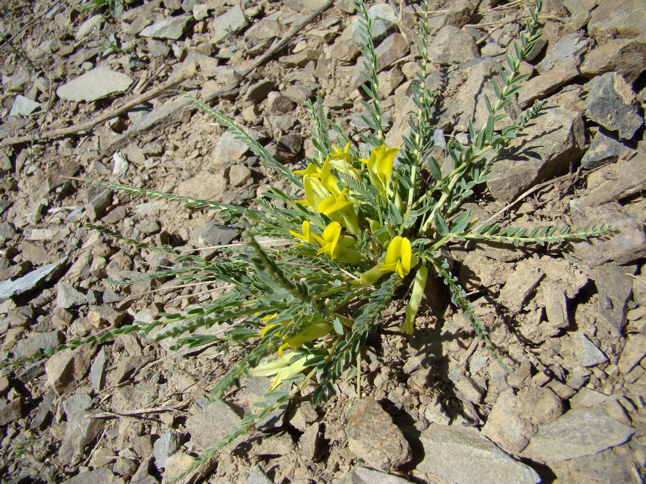 Image of Astragalus talassicus specimen.