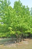 Liquidambar formosana