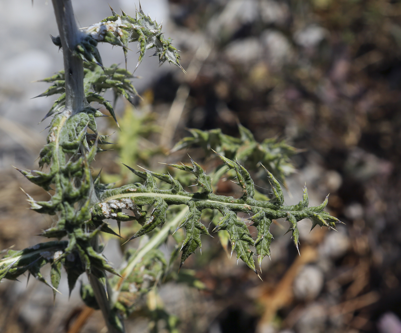 Изображение особи Echinops ritro.